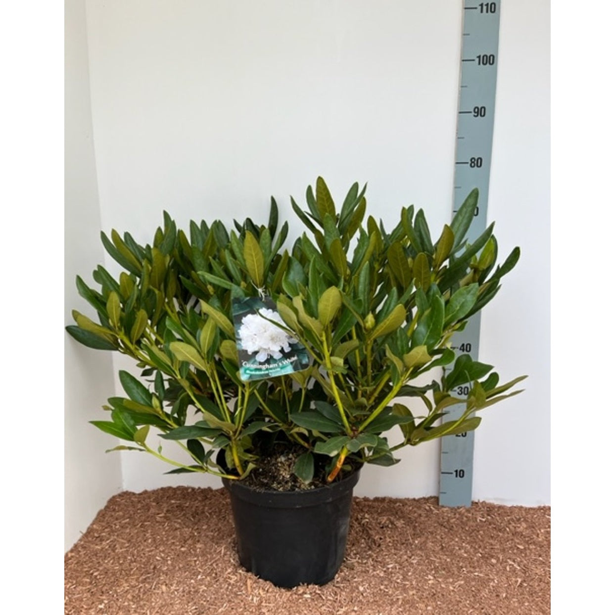 Rhododendron – Rhododendron 'Cunningham's White' - C12 60-70 CM